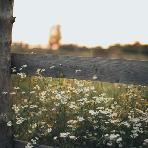 Dansons l'arrivée du printemps