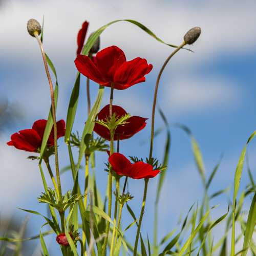 Promesses printanières, par les Orchestres à cordes Preludio et Intermezzo