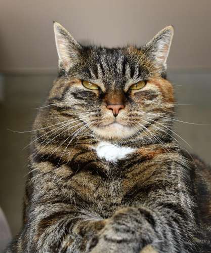 Journal d'un chat assassin, d'Anne Fine