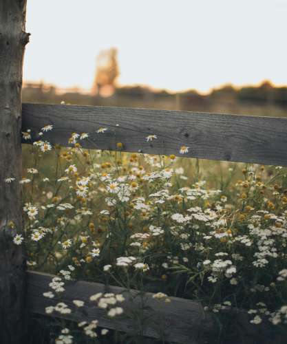 Dansons l'arrivée du printemps