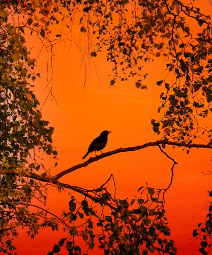 Invitation au voyage