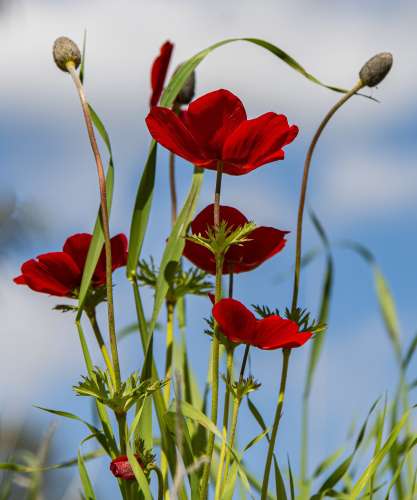 Promesses printanières, par les Orchestres à cordes Preludio et Intermezzo